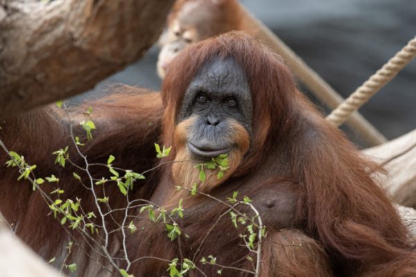 Старейшая из ныне живущих самка орангутана Белла отпраздновала свое 63-летие 
