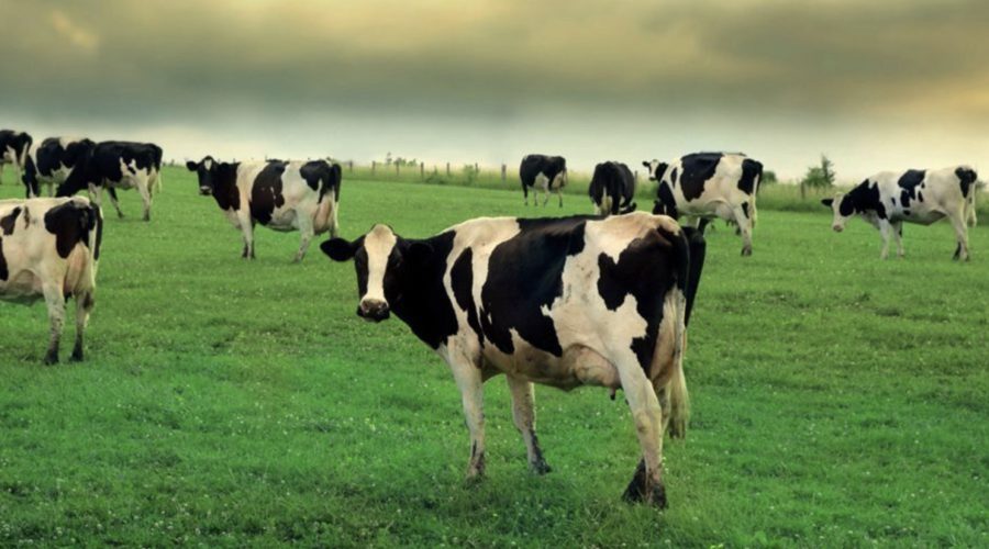 Белорусские коровы