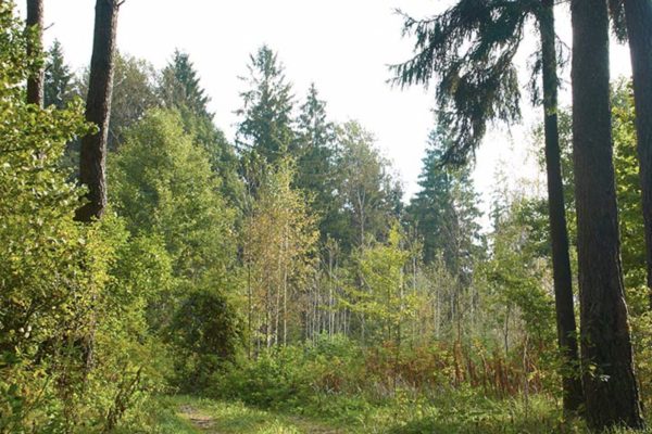 В Беларуси за выходные зафиксировано пять лесных пожаров 