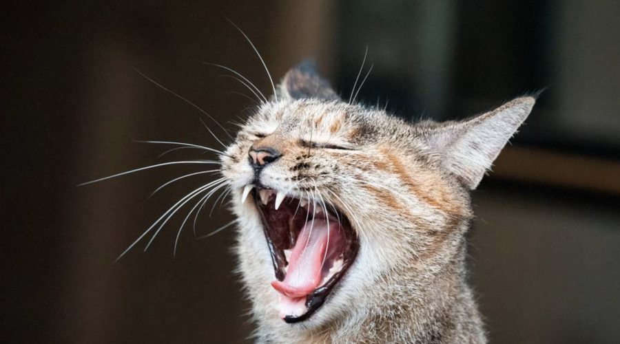 Кошка