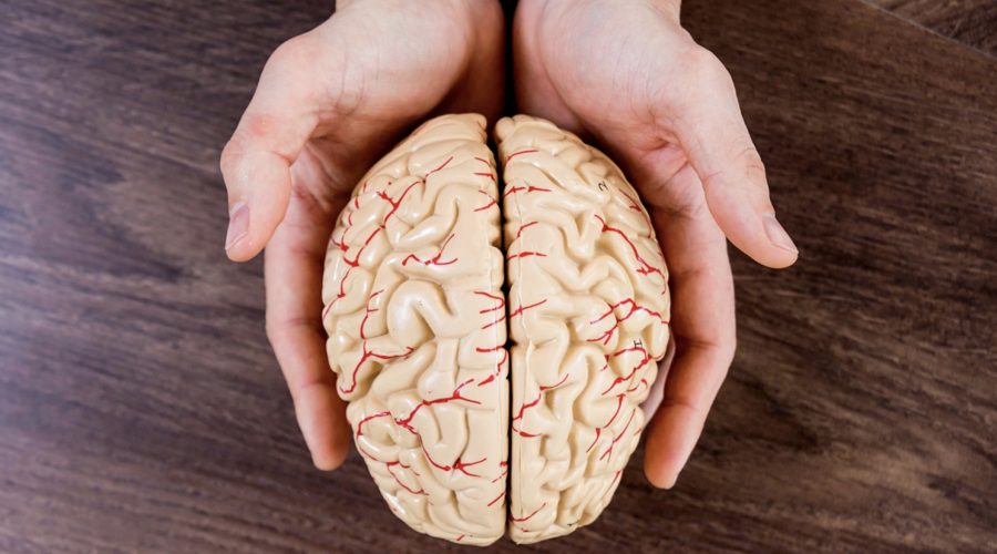 Мозг человека