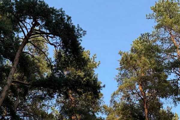 Частичные ограничения на посещение лесов введены в 17 районах