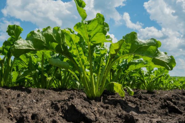 Сахарная свекла в Беларуси: улучшение условий для сахаронакопления