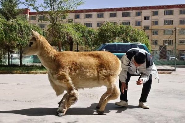 Робот-антилопа внедрен в стадо на Тибете для изучения редких животных