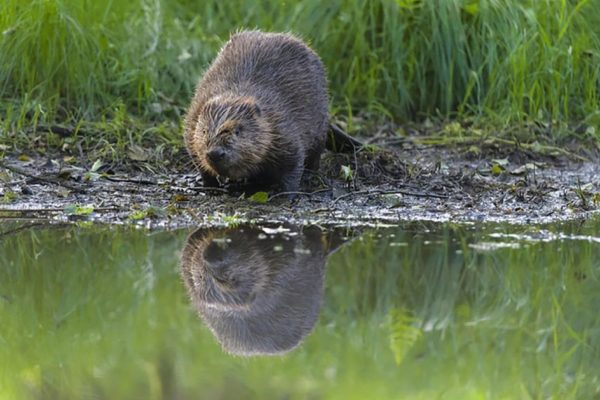Сезон охоты на бобра и выдру открывается в Беларуси