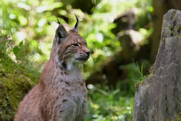 В Беларуси открывается сезон охоты на рысь