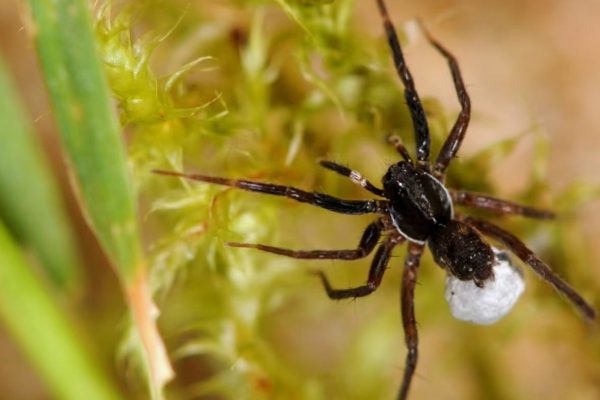 Считавшийся вымершим паук-волк вновь обнаружен в Великобритании