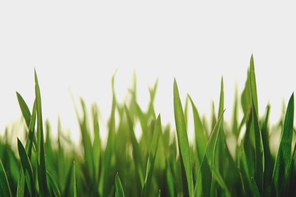 Определены заготовители и объемы поставок сельхозпродукции для госнужд