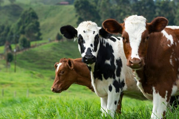 Беларусь намерена вдвое нарастить стадо КРС к 2030 году