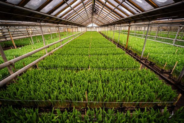 В Беларуси создают специальные LED-светильники для растений