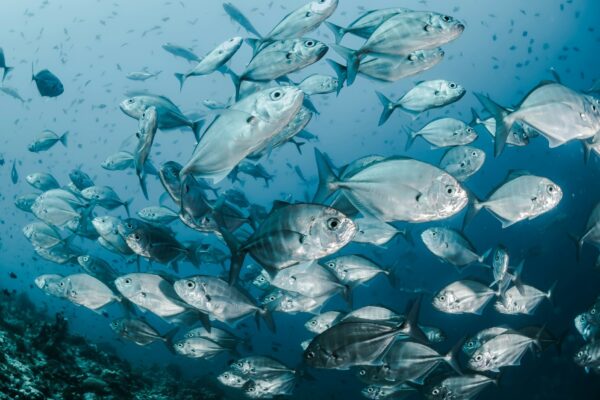Индия хочет увеличить прямые поставки морепродуктов в Беларусь